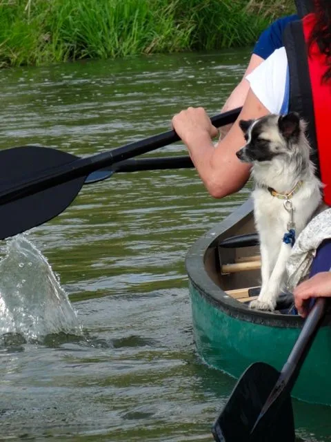 Kanufahren mit einem Hund in einem grünen Kanu.
